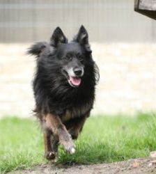 Fukano – Border Collie/Schäferhund-Mix, Männchen, 5 Jahre, 13057 Berlin – Foto 4