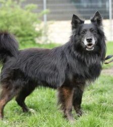 Fukano – Border Collie/Schäferhund-Mix, Männchen, 5 Jahre, 13057 Berlin – Foto 5