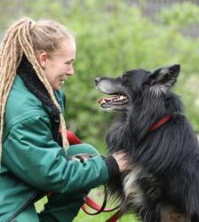 Fukano – Border Collie/Schäferhund-Mix, Männchen, 5 Jahre, 13057 Berlin – Foto 7