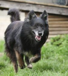 Fukano – Border Collie/Schäferhund-Mix, Männchen, 5 Jahre, 13057 Berlin – Foto 8
