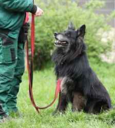 Fukano – Border Collie/Schäferhund-Mix, Männchen, 5 Jahre, 13057 Berlin – Foto 9
