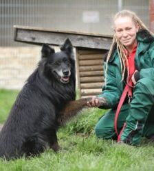 Fukano – Border Collie/Schäferhund-Mix, Männchen, 5 Jahre, 13057 Berlin – Foto 10