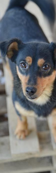 Bestie Split – Hund, Unbekannt, Alter unbekannt, Nordic Strays e.V. – Foto 3