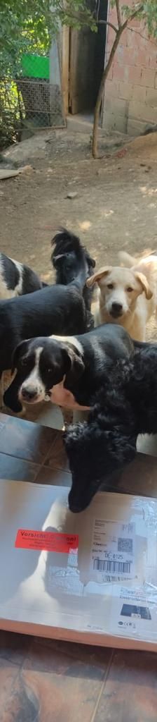 Bestie Split – Hund, Unbekannt, Alter unbekannt, Nordic Strays e.V. – Foto 5