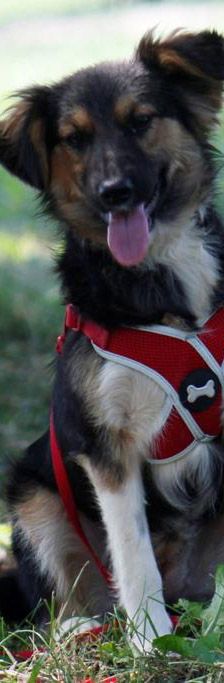 Bestie Split – Hund, Unbekannt, Alter unbekannt, Nordic Strays e.V. – Foto 7