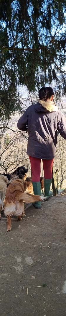 Bestie Split – Hund, Unbekannt, Alter unbekannt, Nordic Strays e.V. – Foto 10