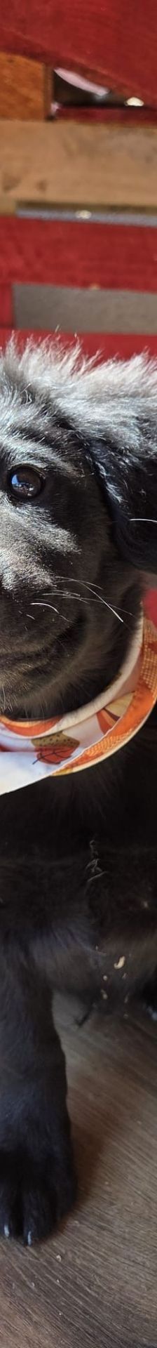 Lupo – Kroat.Schäferhund-Mischling, Männchen, 3 Monate, Nordic Strays e.V. – Foto 1