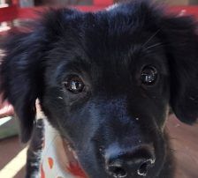Lupo – Kroat.Schäferhund-Mischling, Männchen, 3 Monate, Nordic Strays e.V. – Foto 2