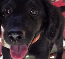 Lupo – Kroat.Schäferhund-Mischling, Männchen, 3 Monate, Nordic Strays e.V. – Foto 3