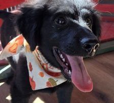 Lupo – Kroat.Schäferhund-Mischling, Männchen, 3 Monate, Nordic Strays e.V. – Foto 4
