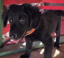 Lupo – Kroat.Schäferhund-Mischling, Männchen, 3 Monate, Nordic Strays e.V. – Foto 5