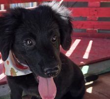 Lupo – Kroat.Schäferhund-Mischling, Männchen, 3 Monate, Nordic Strays e.V. – Foto 6