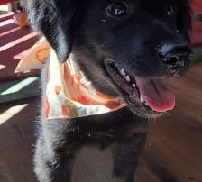 Lupo – Kroat.Schäferhund-Mischling, Männchen, 3 Monate, Nordic Strays e.V. – Foto 8