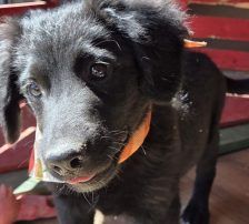 Lupo – Kroat.Schäferhund-Mischling, Männchen, 3 Monate, Nordic Strays e.V. – Foto 9