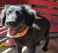 Lupo – Kroat.Schäferhund-Mischling, Männchen, 3 Monate, Nordic Strays e.V. – Foto 10