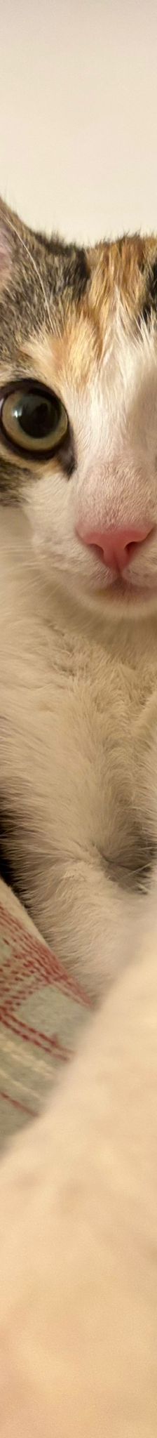 Zlata – Katze, Unbekannt, Alter unbekannt, Nordic Strays e.V. – Foto 1