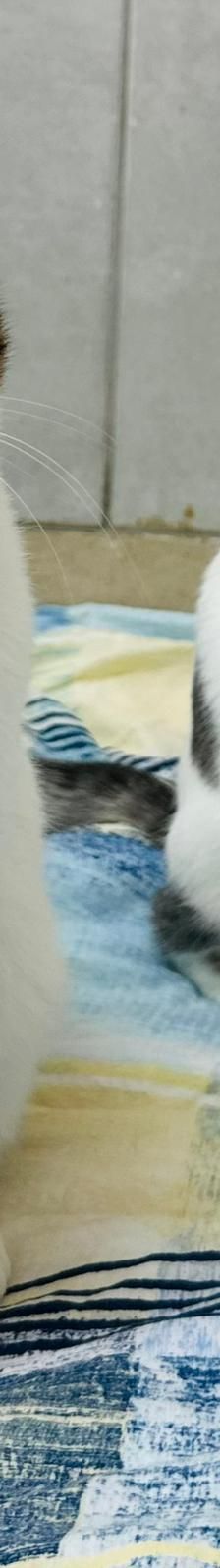 Zlata – Katze, Unbekannt, Alter unbekannt, Nordic Strays e.V. – Foto 2