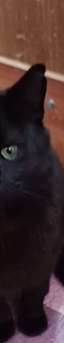 Zlata – Katze, Unbekannt, Alter unbekannt, Nordic Strays e.V. – Foto 4