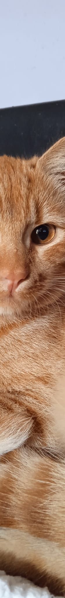 Zlata – Katze, Unbekannt, Alter unbekannt, Nordic Strays e.V. – Foto 5