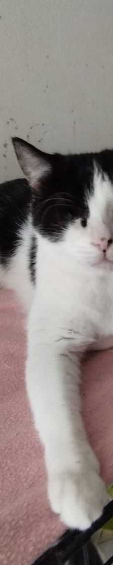 Zlata – Katze, Unbekannt, Alter unbekannt, Nordic Strays e.V. – Foto 6