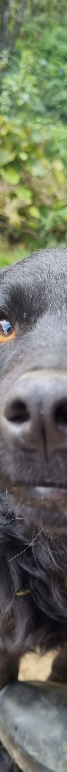 Zlata – Katze, Unbekannt, Alter unbekannt, Nordic Strays e.V. – Foto 10