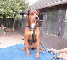 Amon – Mischling, Männchen, 5 Jahre 3 Monate, Nordic Strays e.V. – Foto 3
