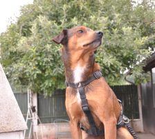 Amon – Mischling, Männchen, 5 Jahre 3 Monate, Nordic Strays e.V. – Foto 4