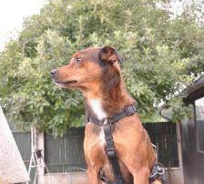 Amon – Mischling, Männchen, 5 Jahre 3 Monate, Nordic Strays e.V. – Foto 5