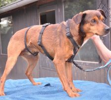 Amon – Mischling, Männchen, 5 Jahre 3 Monate, Nordic Strays e.V. – Foto 6