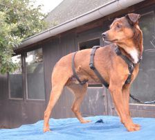 Amon – Mischling, Männchen, 5 Jahre 3 Monate, Nordic Strays e.V. – Foto 7