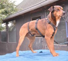 Amon – Mischling, Männchen, 5 Jahre 3 Monate, Nordic Strays e.V. – Foto 8