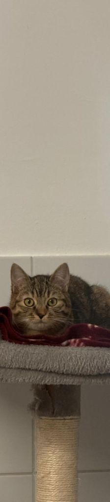 Deadshot – EHK, Männchen, 5 Jahre, 37520 Osterode – Foto 2