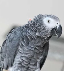 Ying & Yang – Kongo-Graupapagei, Männchen, Alter unbekannt, 13057 Berlin – Foto 3