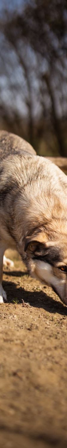 Sibilla – Mischling, Weibchen, 4 Jahre, Nordic Strays e.V. – Foto 2