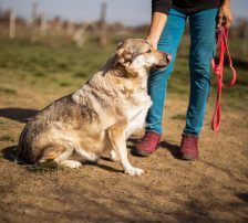 Sibilla – Mischling, Weibchen, 4 Jahre, Nordic Strays e.V. – Foto 11