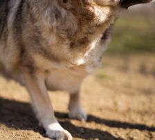 Sibilla – Mischling, Weibchen, 4 Jahre, Nordic Strays e.V. – Foto 12