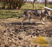 Sibilla – Mischling, Weibchen, 4 Jahre, Nordic Strays e.V. – Foto 13