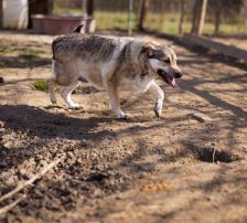 Sibilla – Mischling, Weibchen, 4 Jahre, Nordic Strays e.V. – Foto 14