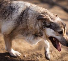 Sibilla – Mischling, Weibchen, 4 Jahre, Nordic Strays e.V. – Foto 15