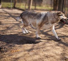 Sibilla – Mischling, Weibchen, 4 Jahre, Nordic Strays e.V. – Foto 16