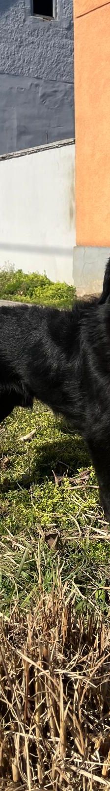 Sibilla – Mischling, Weibchen, 4 Jahre, Nordic Strays e.V. – Foto 3
