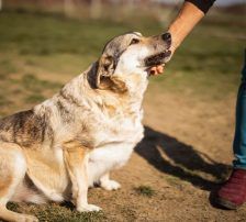 Sibilla – Mischling, Weibchen, 4 Jahre, Nordic Strays e.V. – Foto 6