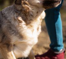Sibilla – Mischling, Weibchen, 4 Jahre, Nordic Strays e.V. – Foto 7