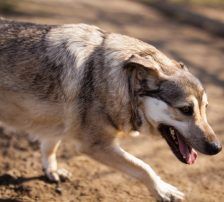Sibilla – Mischling, Weibchen, 4 Jahre, Nordic Strays e.V. – Foto 8