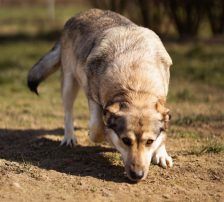 Sibilla – Mischling, Weibchen, 4 Jahre, Nordic Strays e.V. – Foto 9
