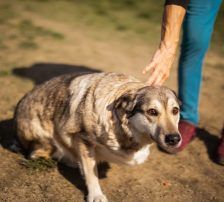 Sibilla – Mischling, Weibchen, 4 Jahre, Nordic Strays e.V. – Foto 10