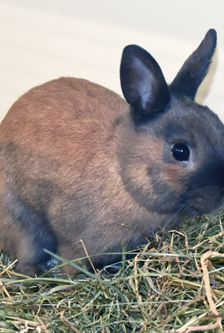 Twix – Zwergkaninchen, Männchen, 5 Monate, 90537 Feucht – Foto 1