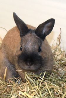 Twix – Zwergkaninchen, Männchen, 5 Monate, 90537 Feucht – Foto 2