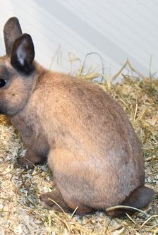 Twix – Zwergkaninchen, Männchen, 5 Monate, 90537 Feucht – Foto 3