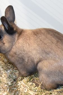 Twix – Zwergkaninchen, Männchen, 5 Monate, 90537 Feucht – Foto 4